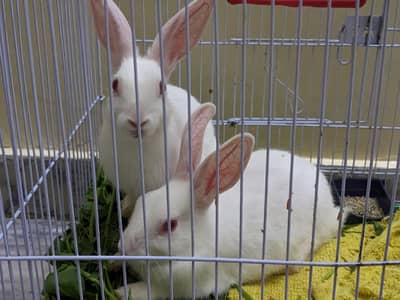 Cute White Baby Rabbits Pair (Male & Female)