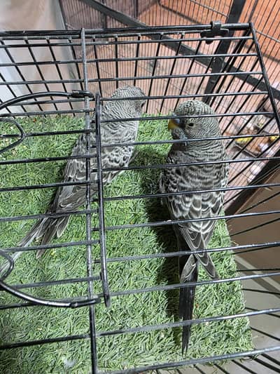 black face combo 4 sell