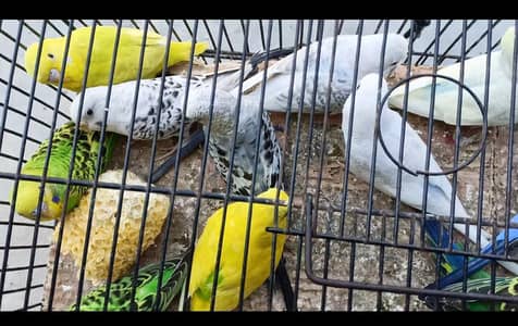 Mix budgies (quality)