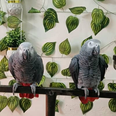 African Grey Parrot