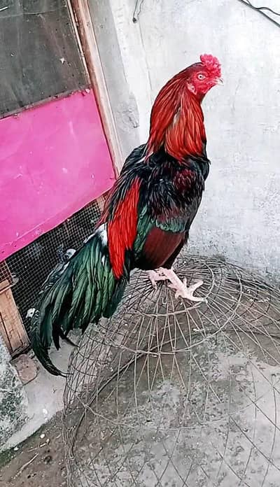 Thai cross Aseel male