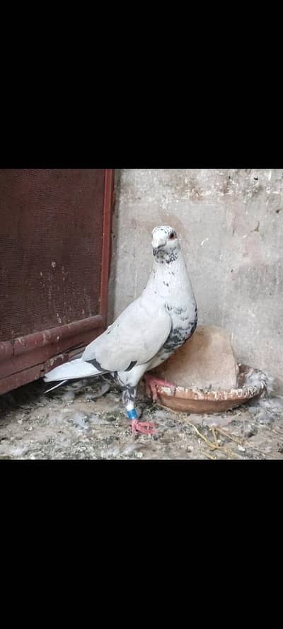 Whatsapp number 03314886114