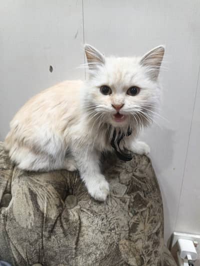 white brown Persian semi doll face