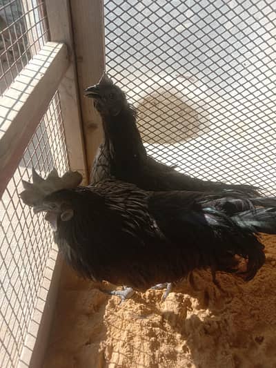 hen fancy black urgent sale