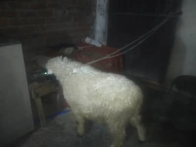 dasi male gar Ka pala 03014997144