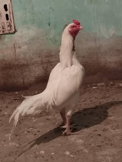 high quality aseel heera paper white pair