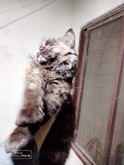punch feac       Persian kittens        Brown color      trepal cord