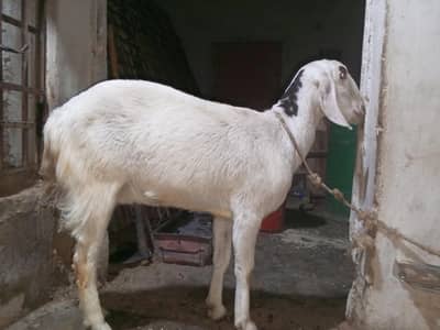 1 Bakra 2 Bakri 03101154612