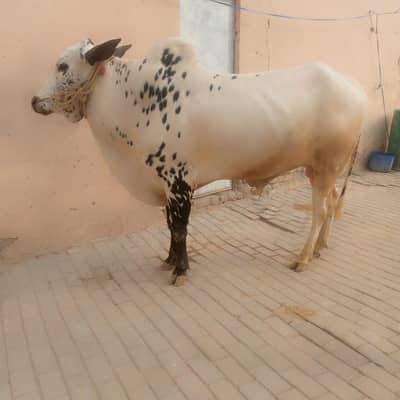 Bail (Bull) for sale