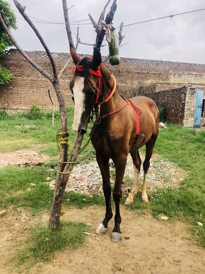 Desi horse