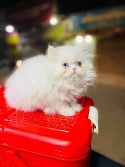 oddeyes Persian kitten