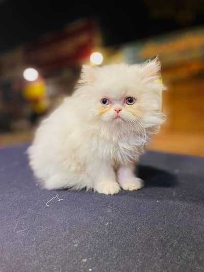 oddeyes Persian kitten