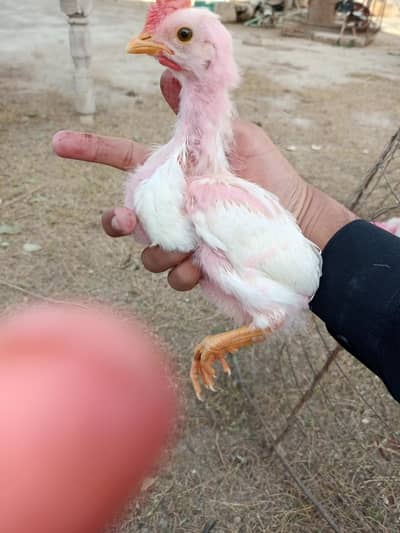 5 piece farmi chuza vip 1 month  all Pakistan delivery