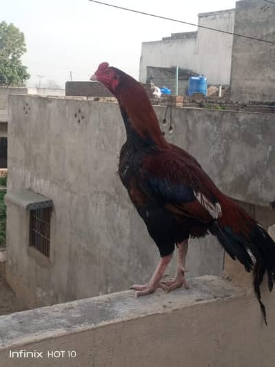 aseel murga for sale