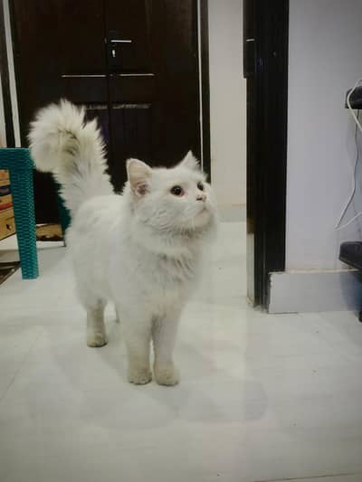 Pure Persian tripplecoat punch