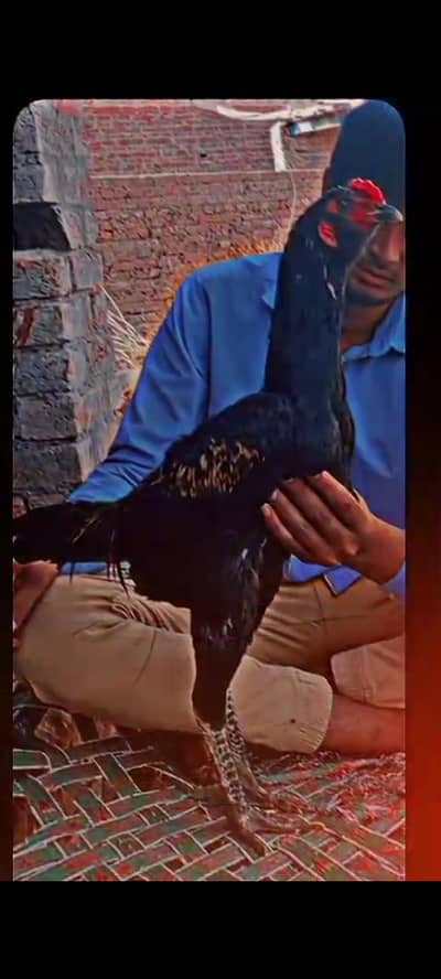 full garranty game Bird