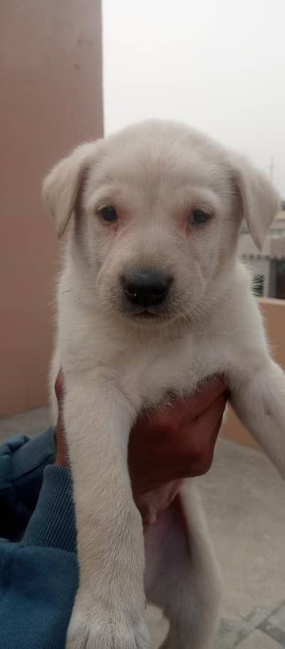 03475981324  all puppy available vaccinated ha