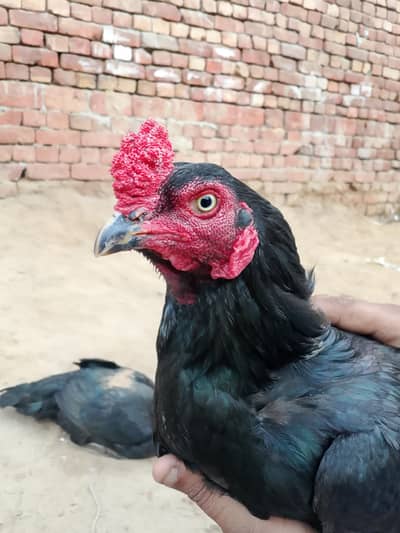 aseel murgiyan aur murga for sale