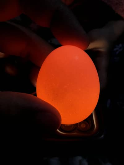 Aseel fertile eggs available