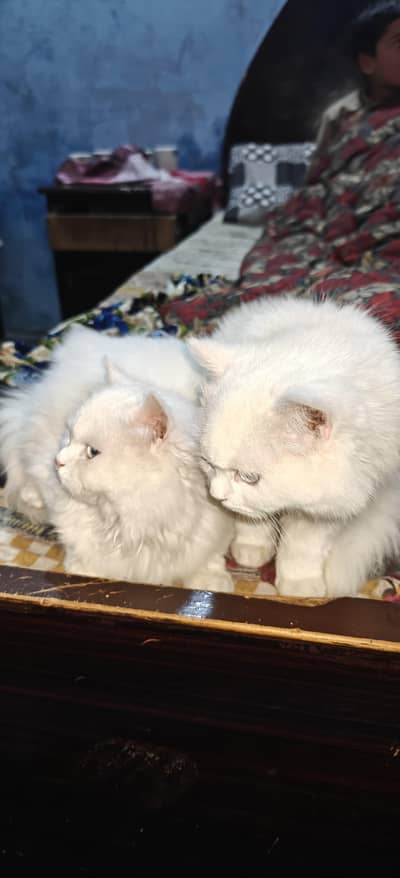 White Persian Cats