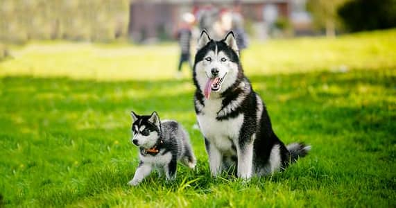 Siberian husky puppies 03425655411