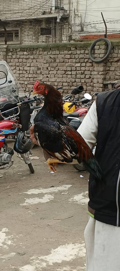 pure aseel patha for sale