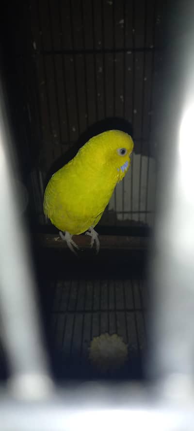 1 Budgies Breeder  Pair