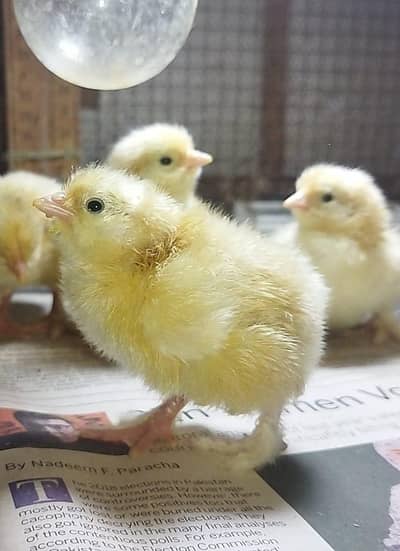 Golden buff pure heavy cochin