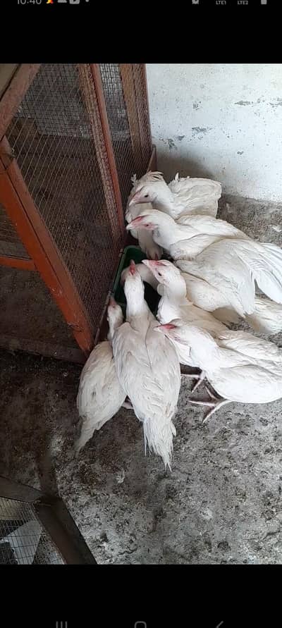 Paper White Heera  Aseel