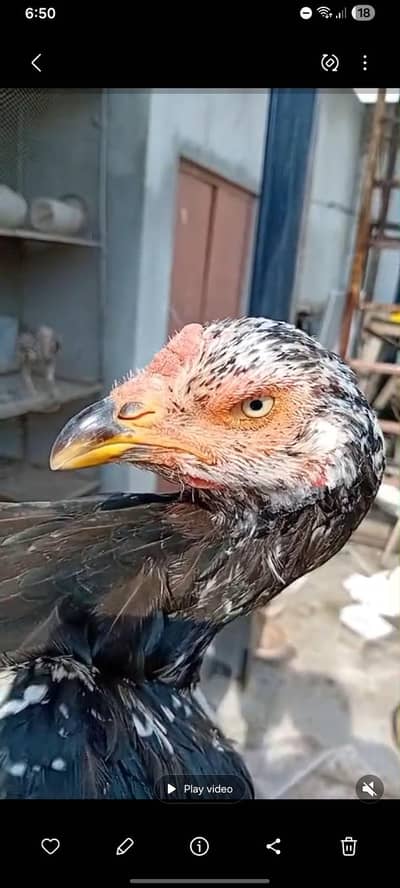 pakistani mushki aseel murgi  03249582788