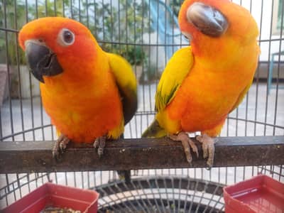Sun conure and lorikeet and Rosella