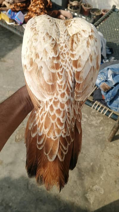 Aseel Madi ready to breed