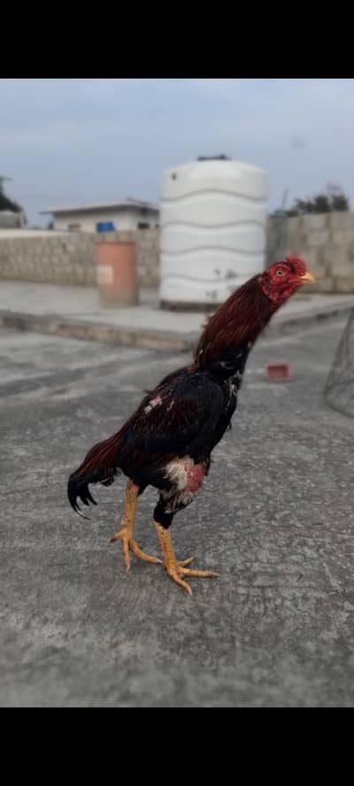 oldbloodline madi and nar