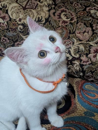 5 month ki female cat h