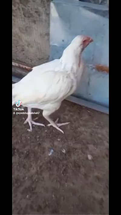 white herald hens Available