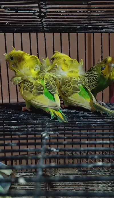 Quality Recessive Pied Double flowers Males