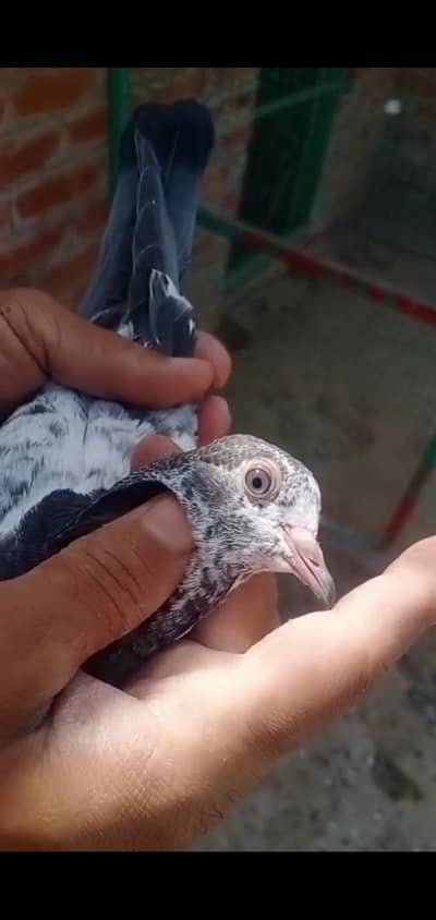 1000 pr cross baby pigeon