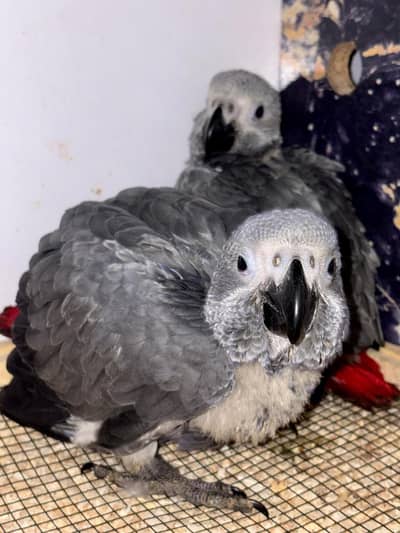 Gray Parrot Chicks