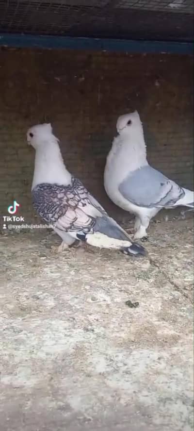 pairs fancy satenet breeder Available