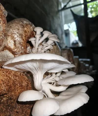 "Fresh Organic Oyster Mushrooms for Sale
