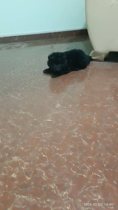 Pure black long coat Pedigree GSD puppy