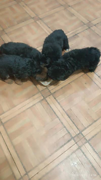 Pure black long coat Pedigree GSD puppy