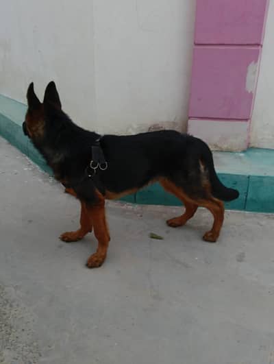 I want to sale my German shepherd male