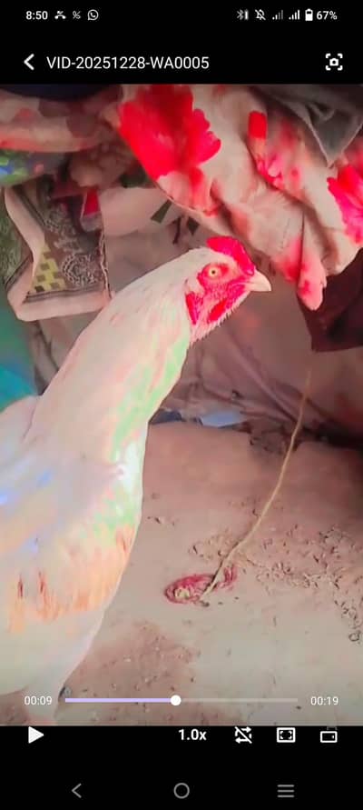 outclass top quality patha