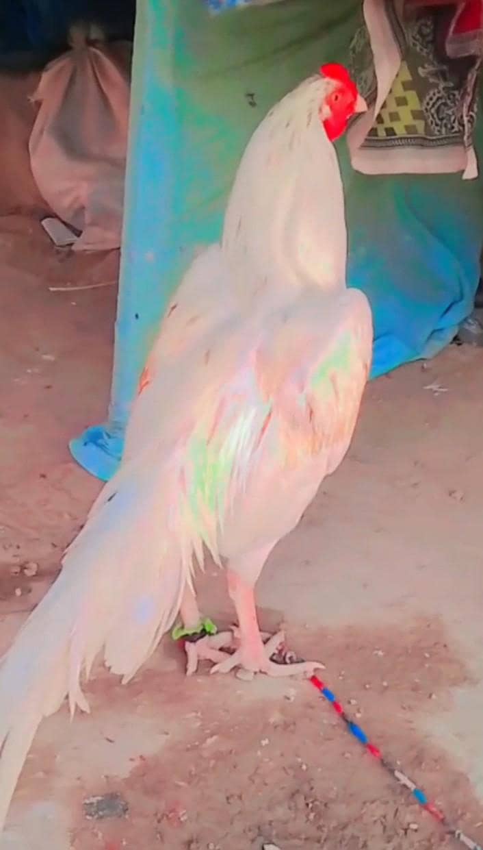 outclass top quality patha 1