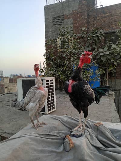 Madagascar Aseel  pair for sale