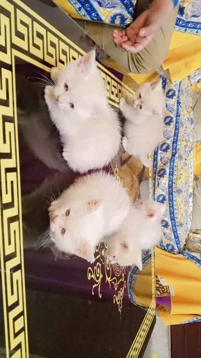 Mixed Persian Babys ,Mom Persian (triple-coated), age 1 month ;)