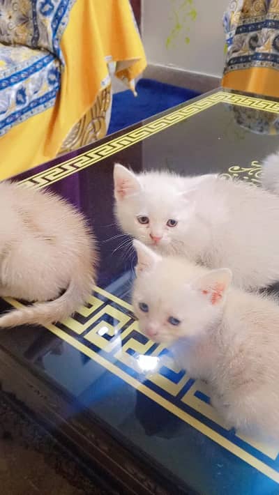 Mixed Persian Babys ,Mom Persian (triple-coated), age 1 month ;)