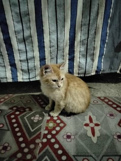 Persian Cat for Sale