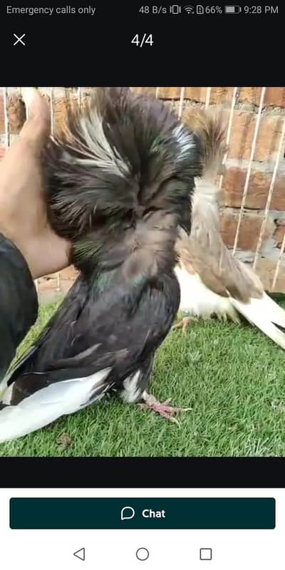 jacobin breeder pair for sale